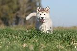 ALASKAN MALAMUTE 102